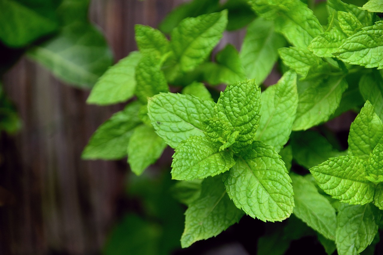 Jarang Diketahui, Ternyata Daun Mint Memiliki 11 Manfaat Ini yang Baik Untuk Kesehatan