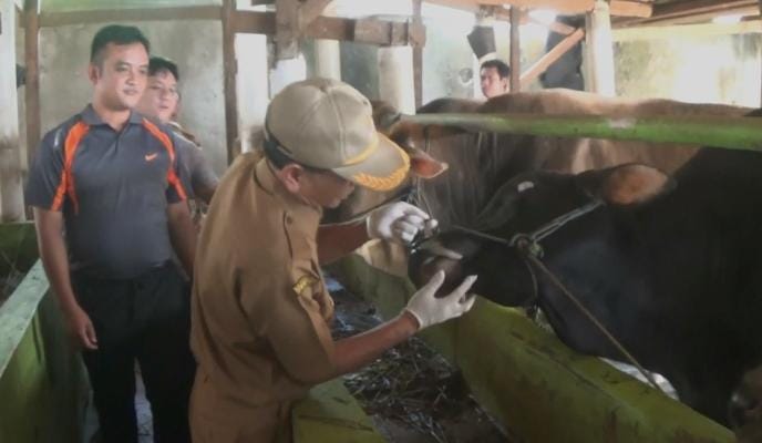 Pemeriksaan Kesehatan Hewan Kurban Tim Kesmavet DPKH Brebes Mulai Blusukan Kandang Peternak