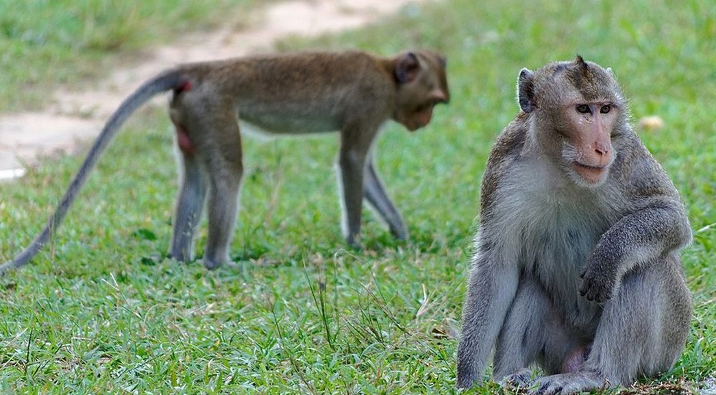 Monyet Ekor Panjang Terancam Punah, Pemda DIY Sepakat Melindungi