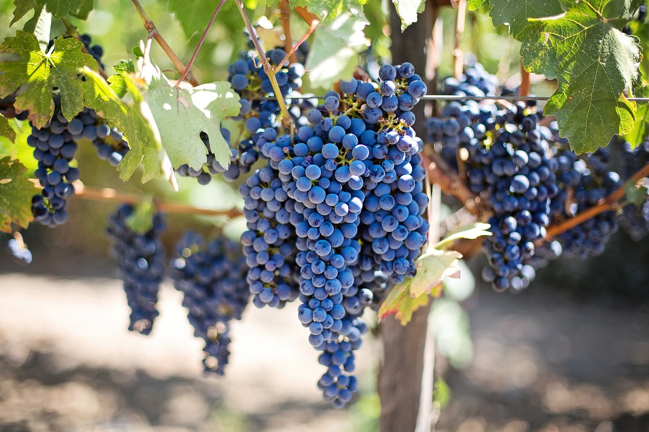5 Manfaat Buah Anggur untuk Kecantikan yang Jarang Diketahui, Dapat Menjadi SunScreen Alami