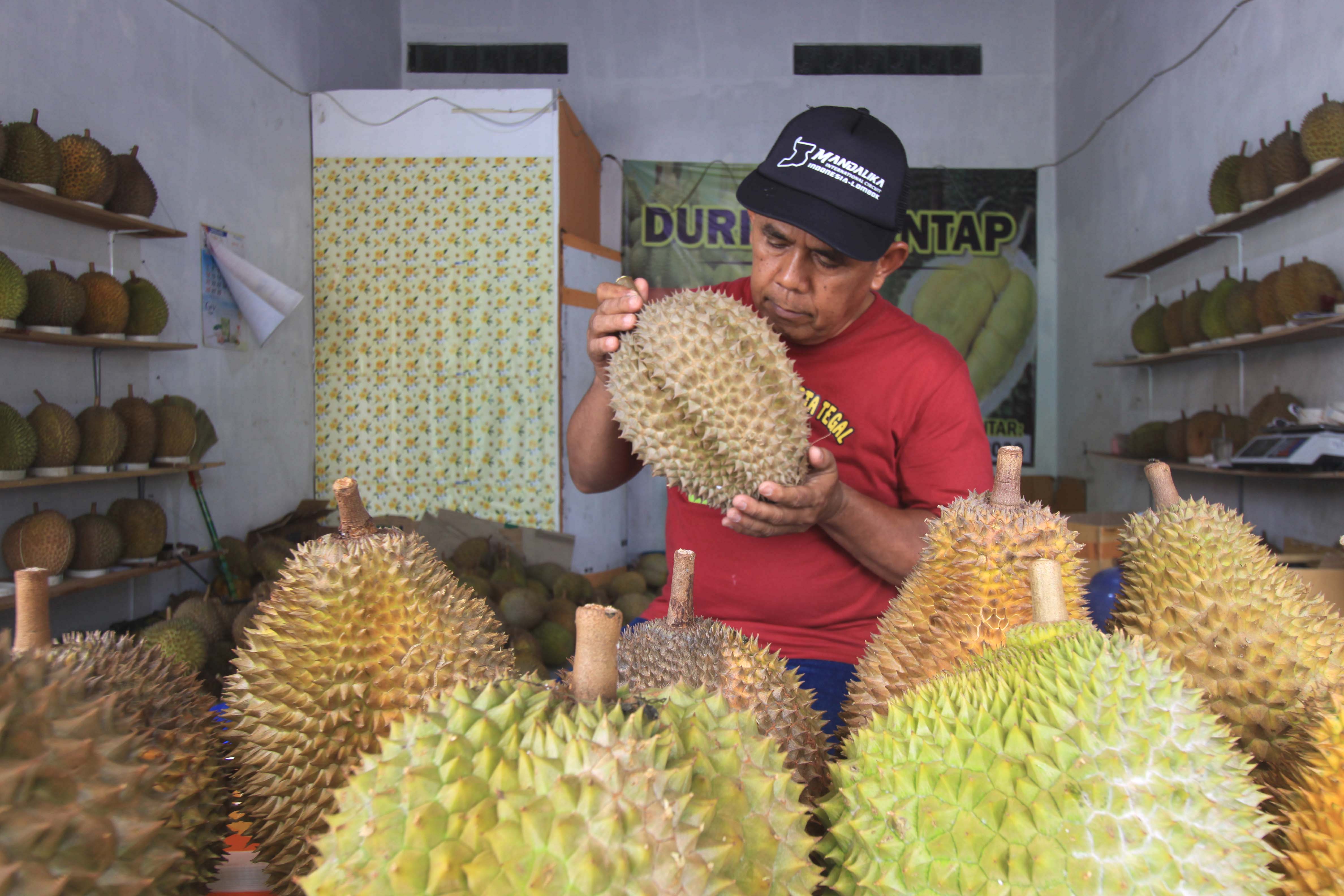 Melihat Pensiunan PDAM Kota Tegal Bisnis Durian, Lokal Super Paling Diburu