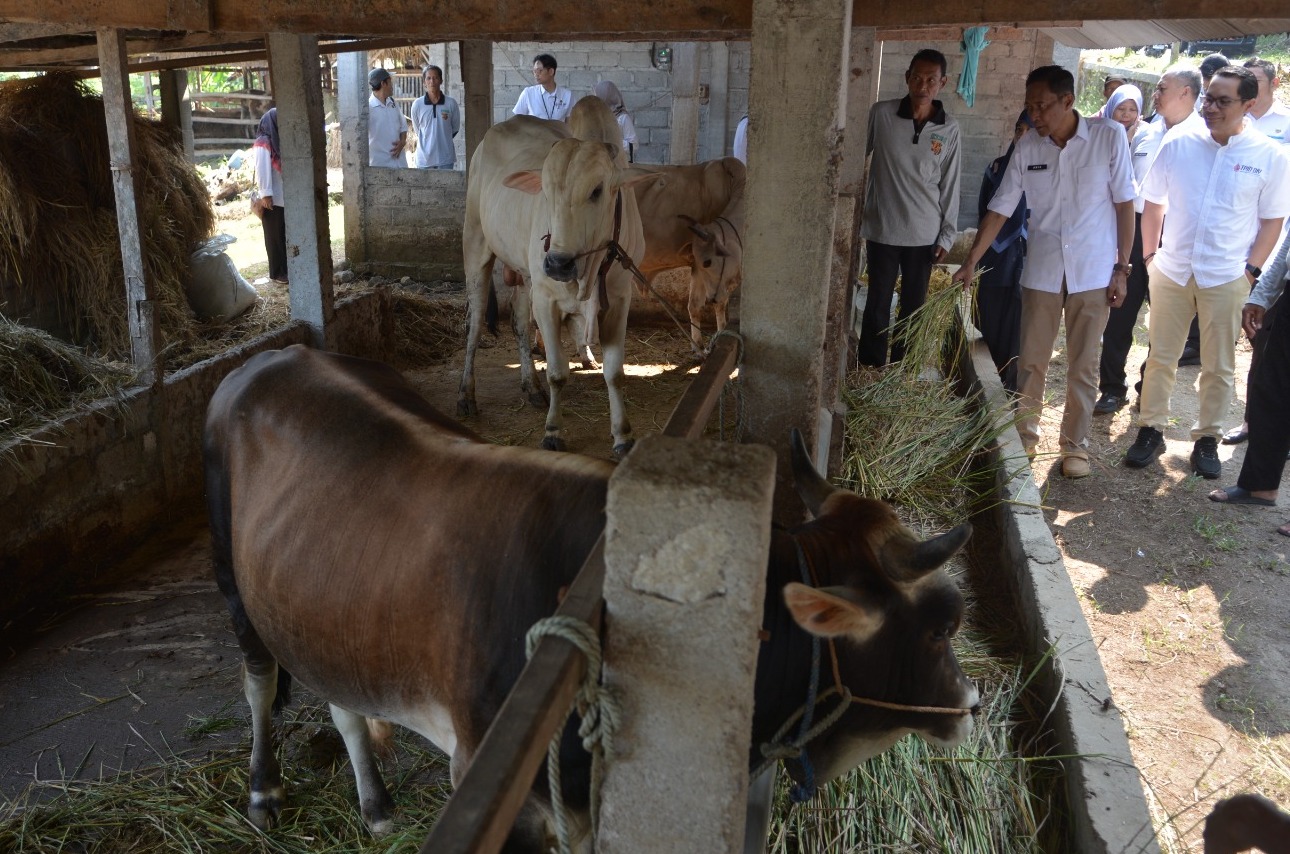 Stok Hewan Kurban Bantul Aman Jelang Iduladha 2026, Harga Naik tapi Masih Stabil