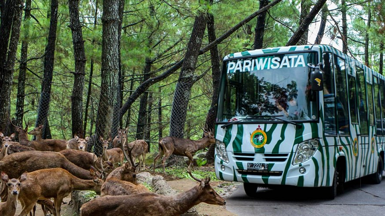 Menjelajahi Wisata Keluarga Taman Safari Prigen Perjalanan Darat untuk Liburan