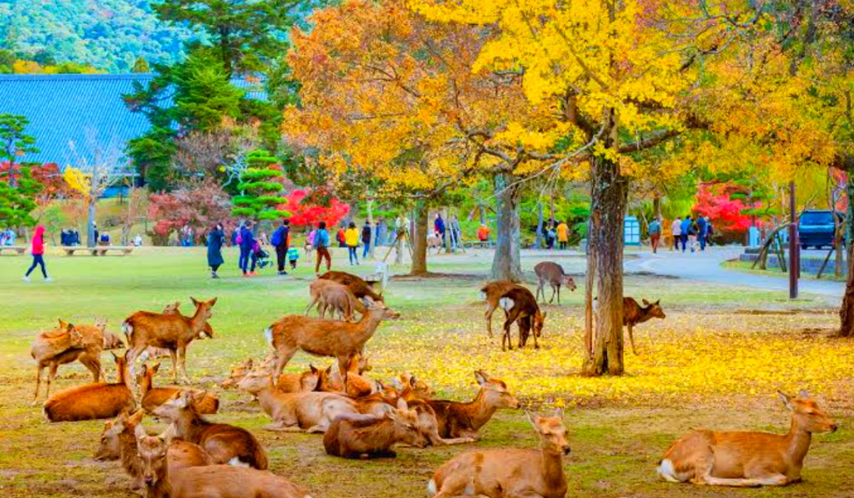 Sajikan Konsep One Stop Leisure Destination, Inilah Aktivitas Menarik Wisata Terbaru 2024 Nara Park Bandung