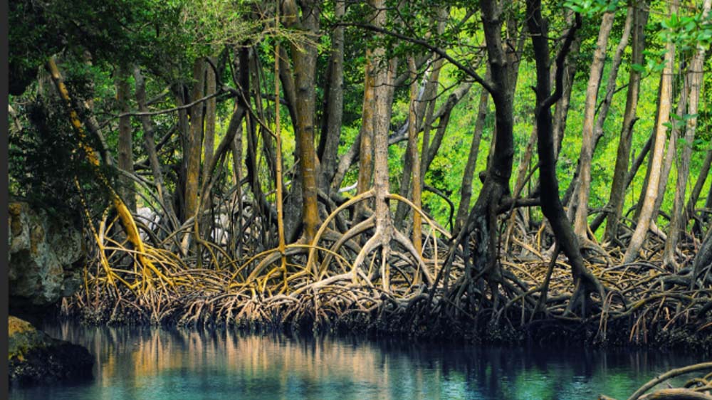 Luar Biasa! Mangrove Sangat Berguna Bagi Daerah Pesisir, Ini 6 Manfaatnya yang Wajib Kamu Ketahui!