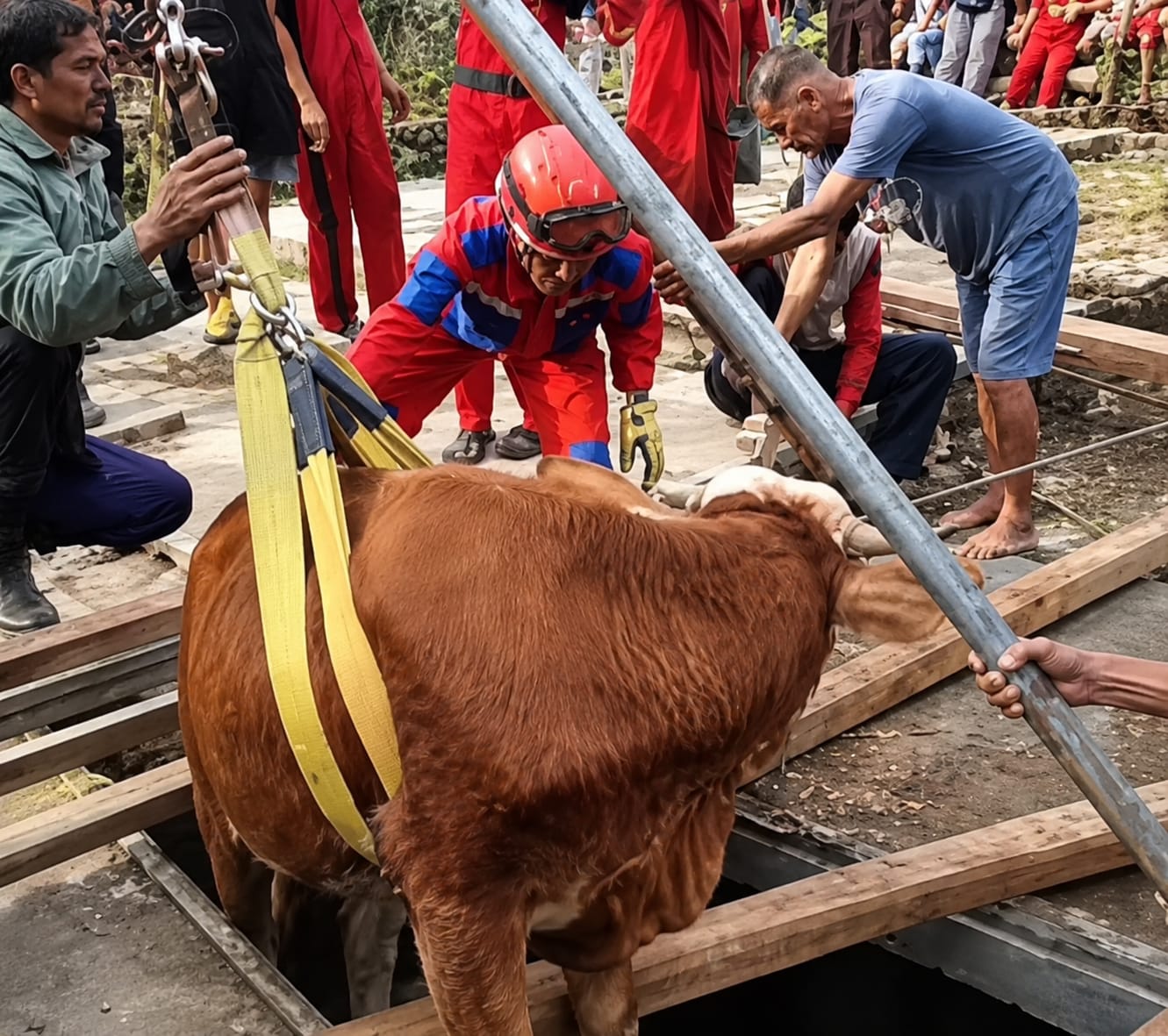 Tak Hanya Padamkan Api, Damkar Gunungkidul Turun Tangan Selamatkan Sapi Tercebur Bekas Septic Tank