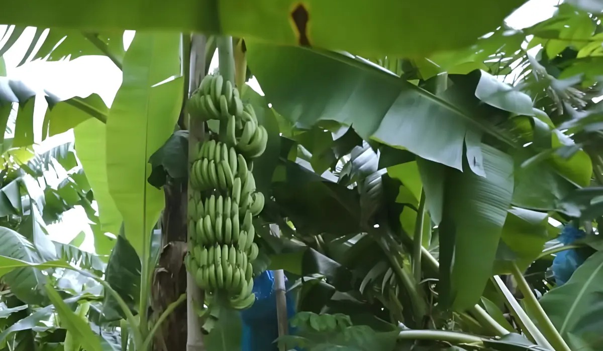 Diversifikasi Pertanian Sleman, Pisang Cavendish Mulai Tembus Pasar Modern