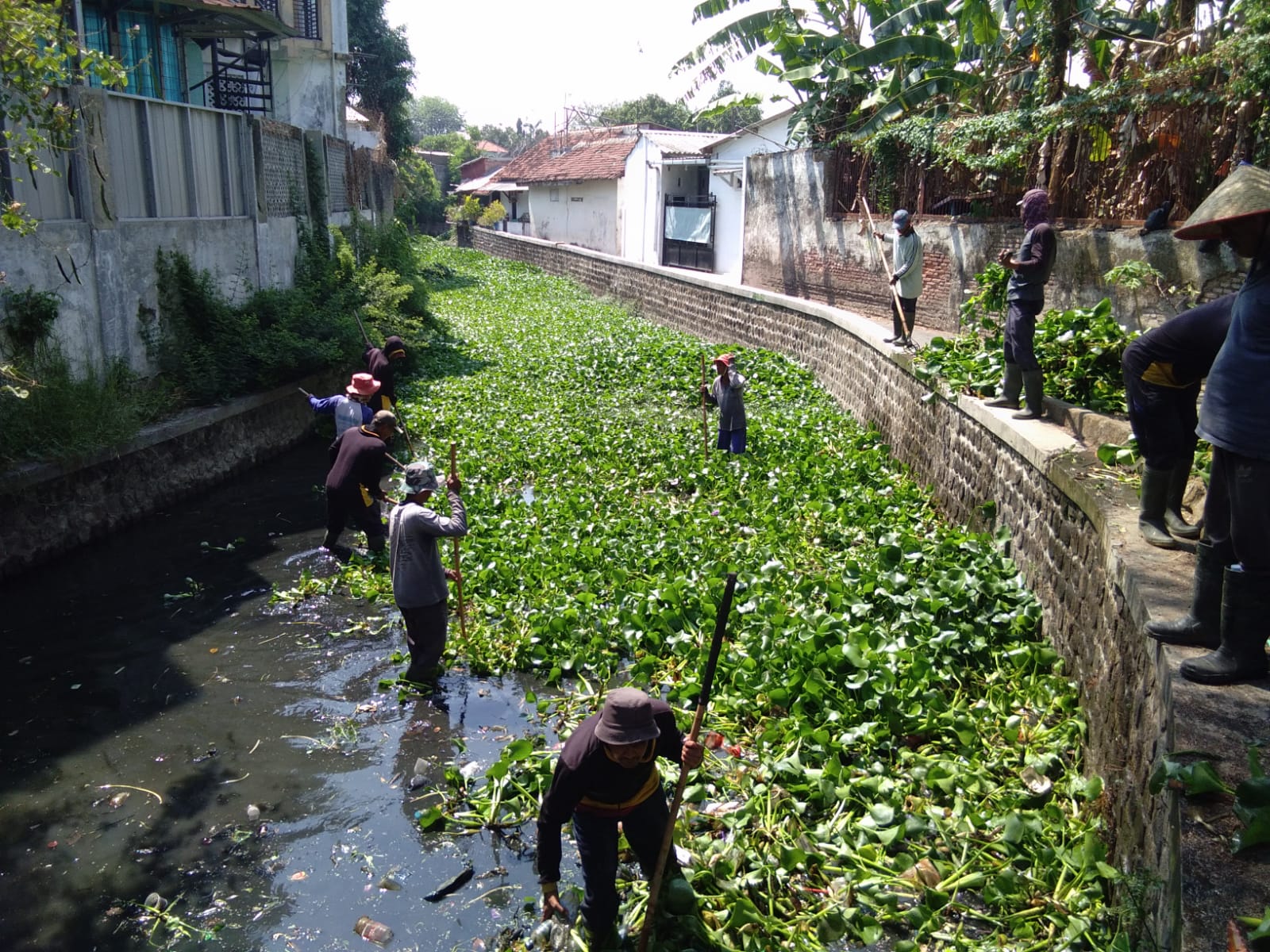 Sepekan, Sampah Hingga Eceng Gondok di Sungai Kota Tegal Dibersihkan