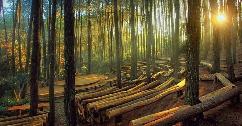 5 Wisata Terbaru 2024 Hutan Pinus Jogja, Nomor 2 Punya View Estetik Malam Hari