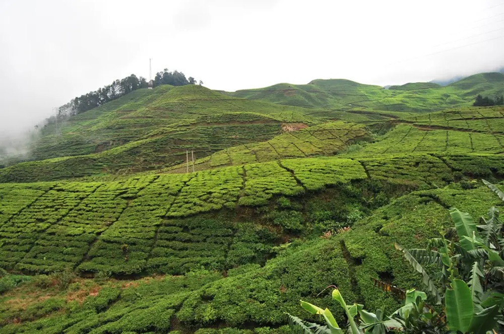 5 Wisata Dekat Taman Safari Bogor, Tawarkan Pengalaman Seru dan Unik Pas Buat Liburan Keluarga