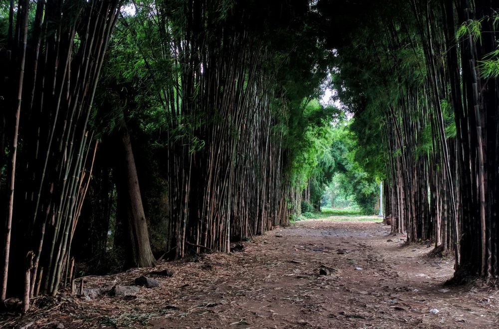 Eksplorasi 5 Destinasi Wisata Alam Surabaya, Pesonanya Siap Manjakan Mata dan Segarkan Pikiran