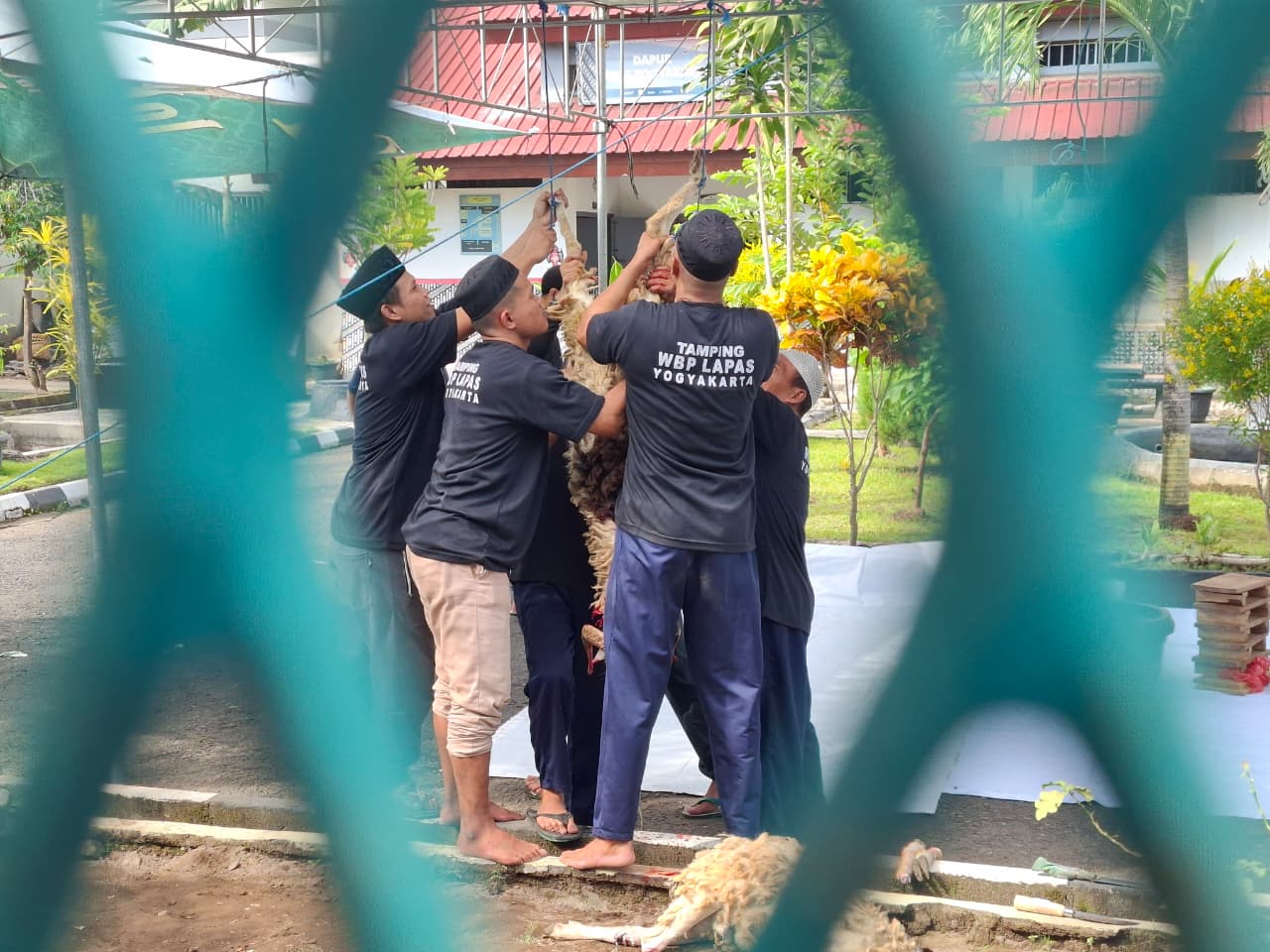 Warga Binaan Lapas Wirogunan Antusias Ikut Kurban, Sembelih 3 Sapi dan 8 Kambing saat Iduladha
