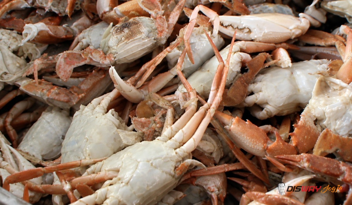 Warung Kepiting Saus Pedas di Sleman Ini Tawarkan Olahan Baby Crab dengan Harga Terjangkau