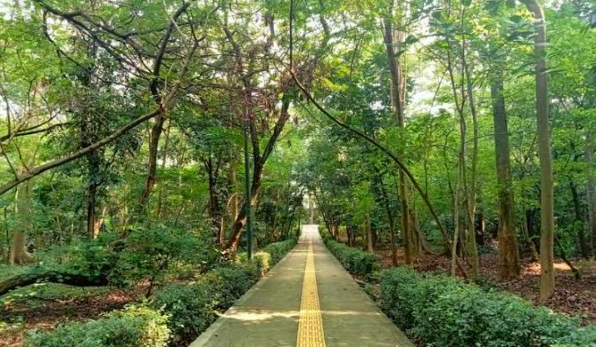 Hutan Kota Srengseng: Wisata Terbaru 2024 di Tengah Kota Jakarta yang Tawarkan Panorama Indah!