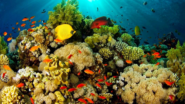 Daftar Destinasi Pantai dan Pulau Paling Menawan, Solusi Piknik dan Healing Anti Pening