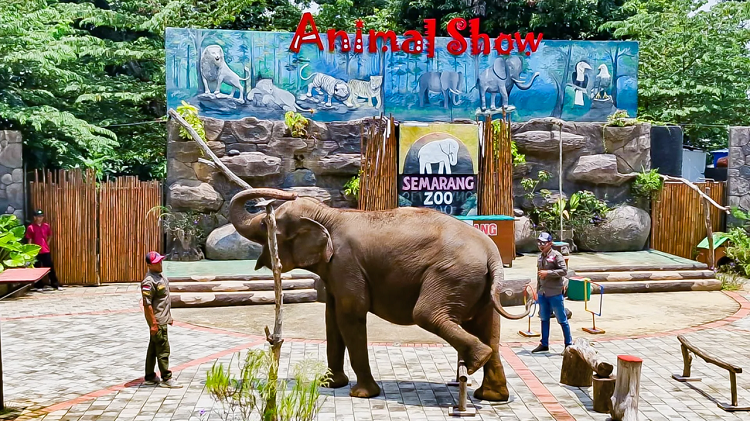 Semarang Zoo Ini Update Harga Tiket Juni 2026 dan Jadwal Animal Show Terbaru