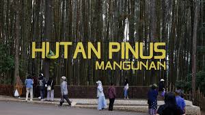 Wisata Hutan Pinus Mangunan Tempat Prewedding Favorit di Jogja Yang Menyejukkan Jiwa dan Ragamu