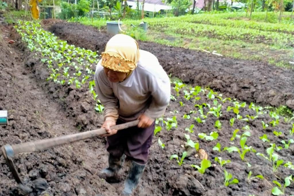 Produksi Sayuran di Brebes Minim, Harga di Pasaran Naik