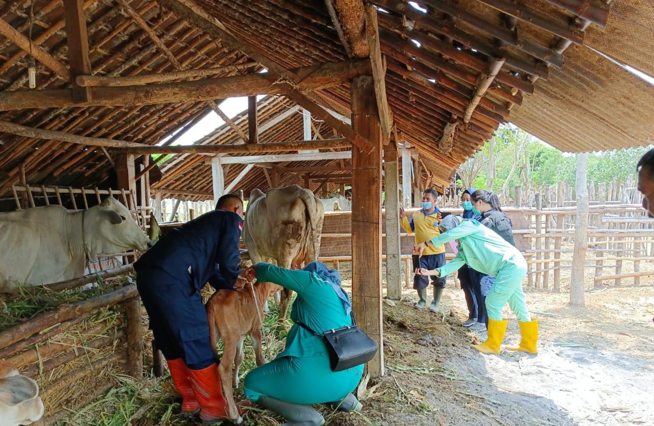 Cegah Penularan Penyakit Mulut dan Kuku, Puluhan Ekor Kambing di Kabupaten Tegal Divaksin