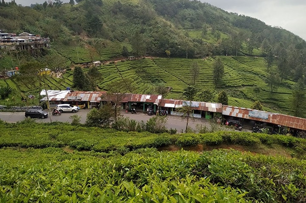 6 Wisata Kebun Teh Bogor dengan Pemandangan Cantik, Asri dan Sejuk, Pas Buat Healing atau Libur Akhir Tahun