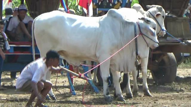 Menjaga Sapi Jawa Tetap Lestari, UGM Dorong Penyelamatan Populasi