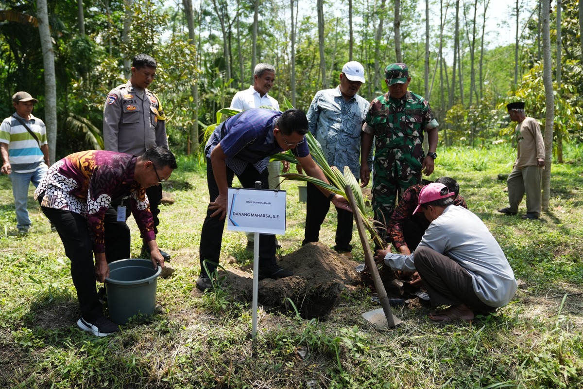 Wabub Tanam Pohon Kelapa Hibrida, Sleman Mulai Bangun Pohon Kehidupan untuk Masa Depan