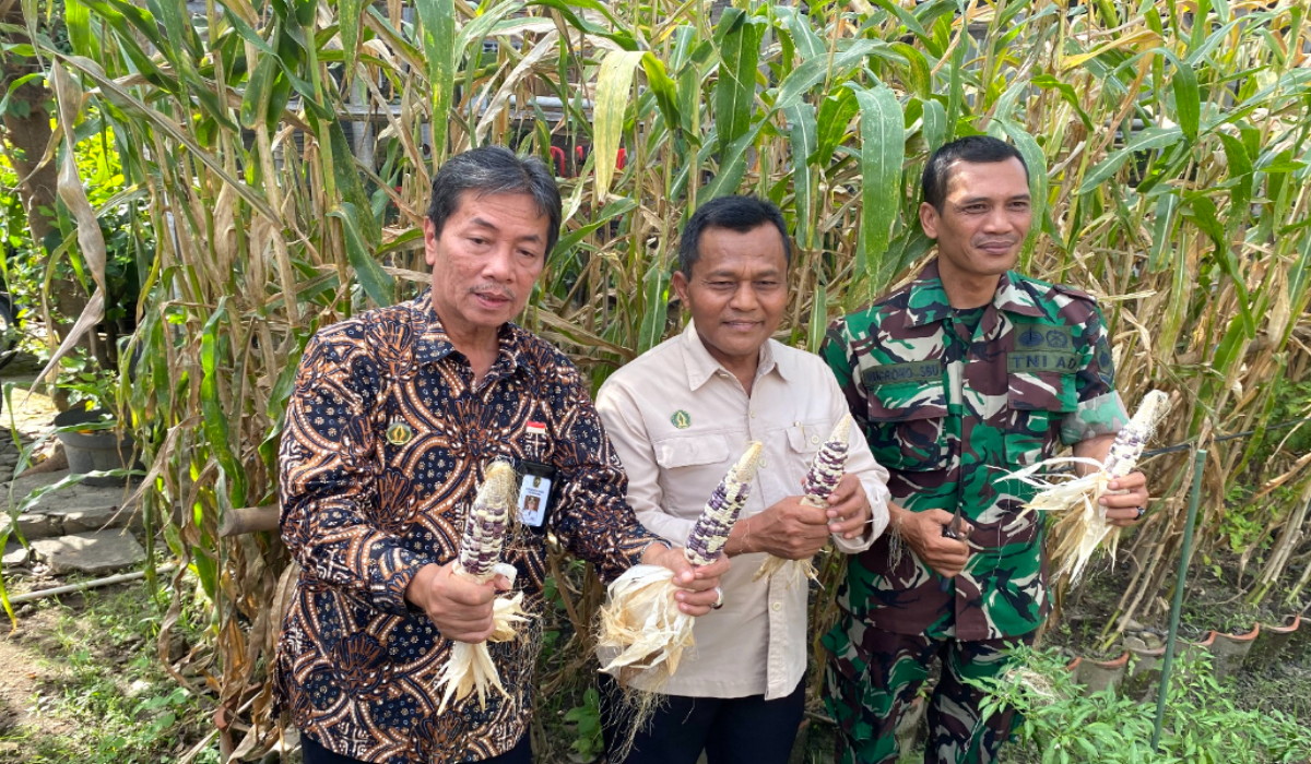 Punya Manfaat untuk Penderita Diabetes, Pemkot Jogja Kenalkan Bibit Jagung Pulut ke Petani