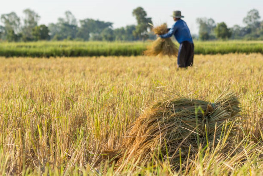 Produksi Beras Sleman Surplus 64.636 Ton di Tahun 2024