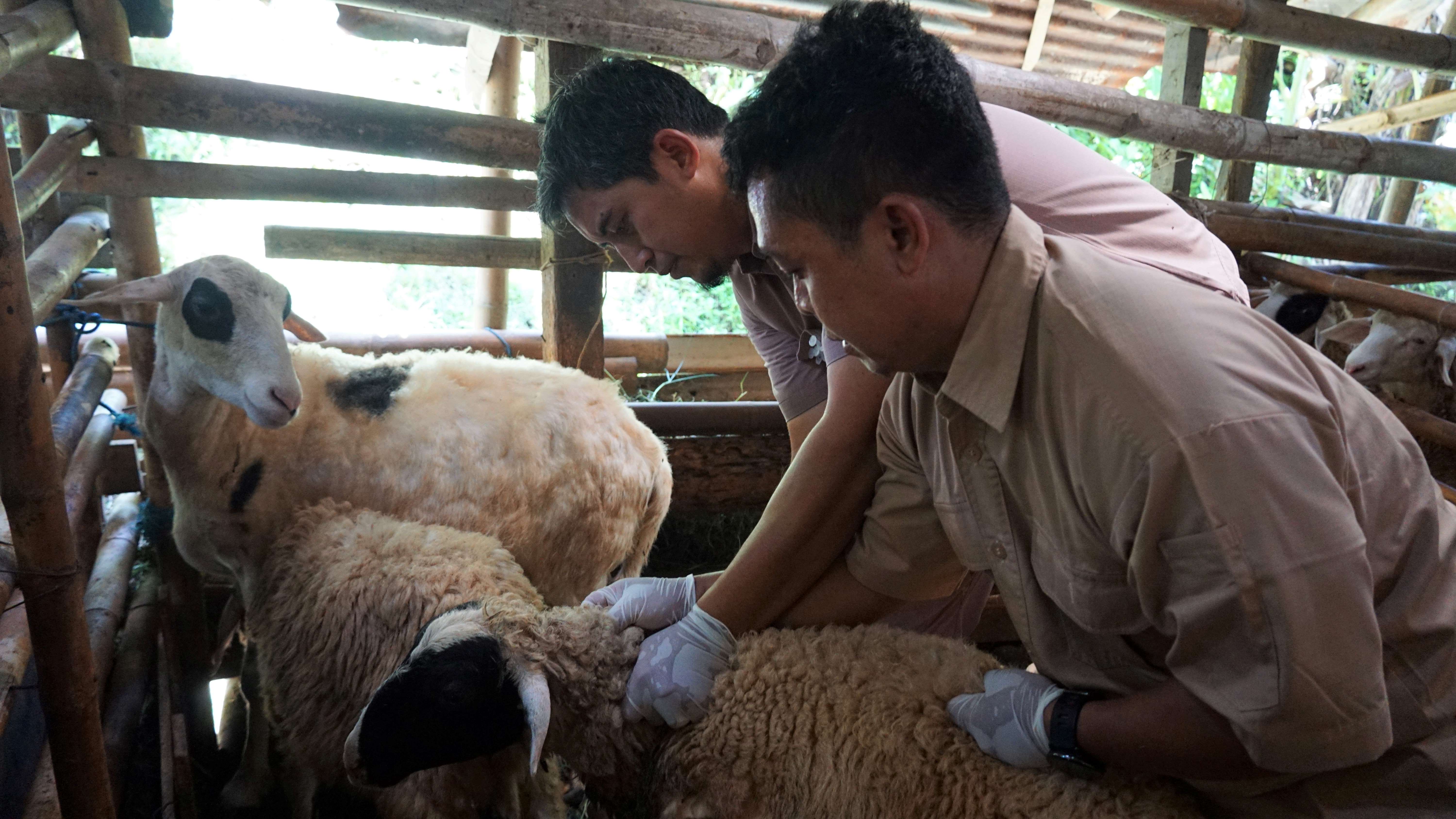 Kasus PMK Naik di DIY, Vaksinasi Sapi dan Domba Dipercepat