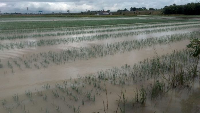 60 Hektare Lahan Terendam Banjir, Petani Bawang Merah di Brebes Rugi Ratusan Juta 