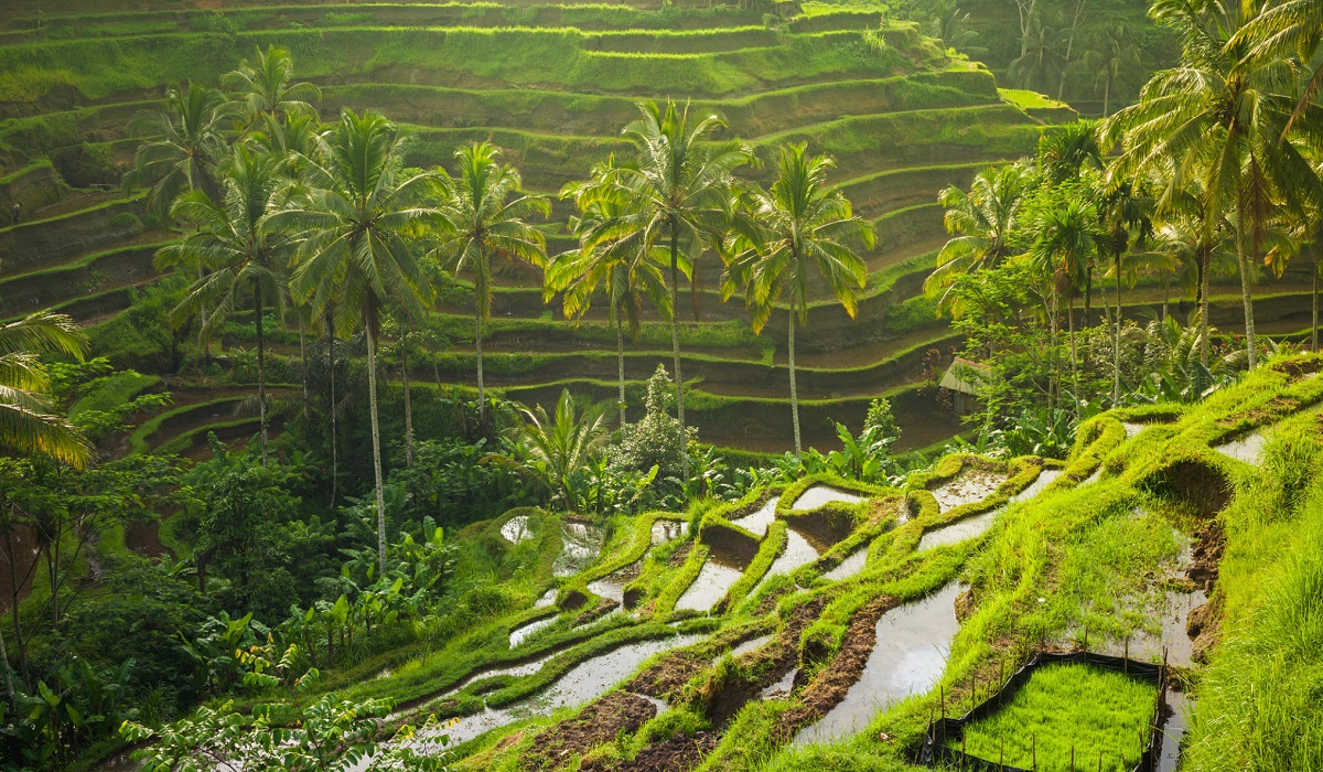 Keindahan yang Menakjubkan, Simak 5 Pilihan Wisata Alam Terbaik Ubud Bali Paling Cocok untuk Refreshing