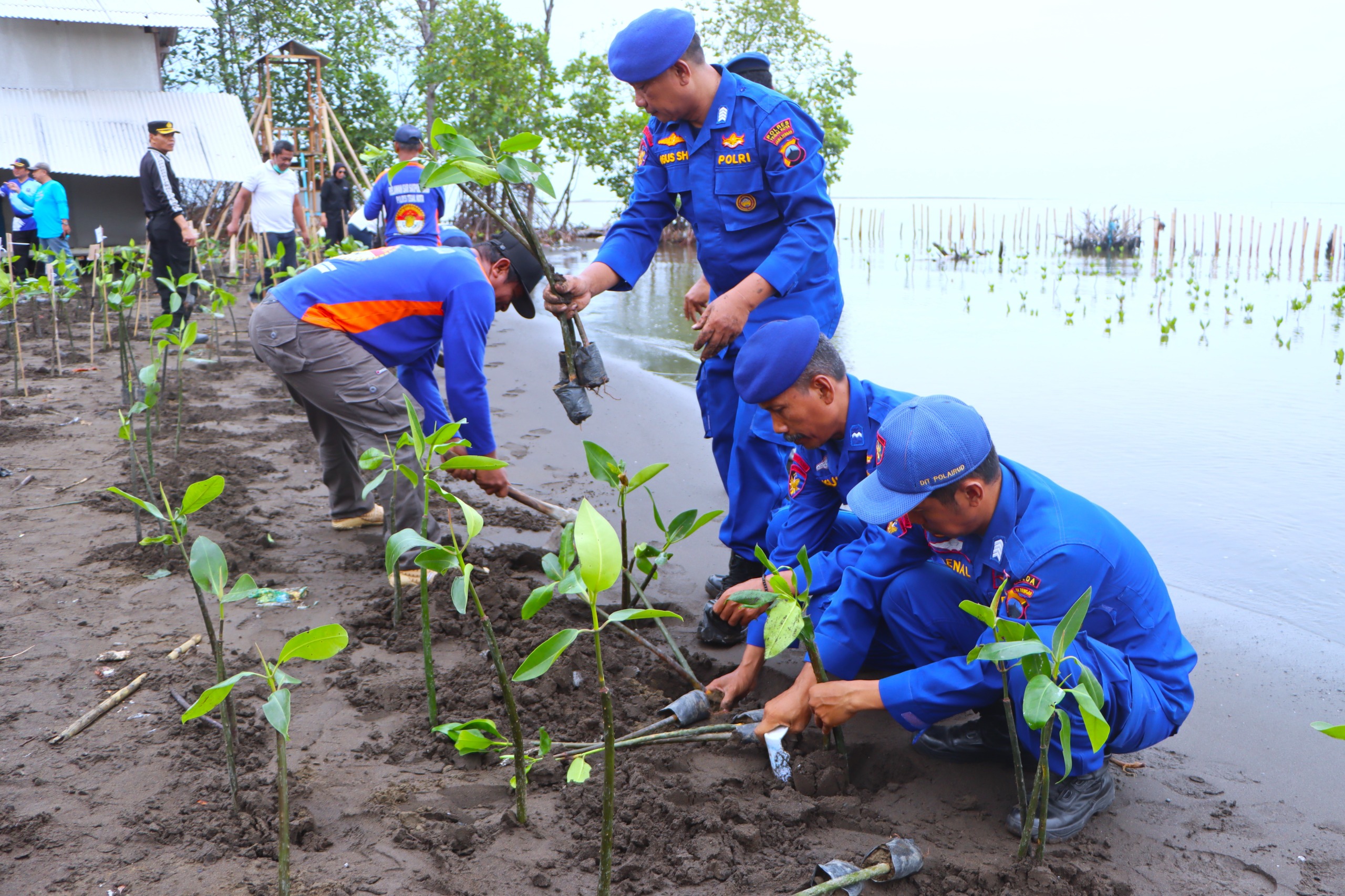 Mageri Segoro, Anggota Polair Polres Tegal Kota Tanam Ribuan Mangrove di Pantai Pulo Kodok