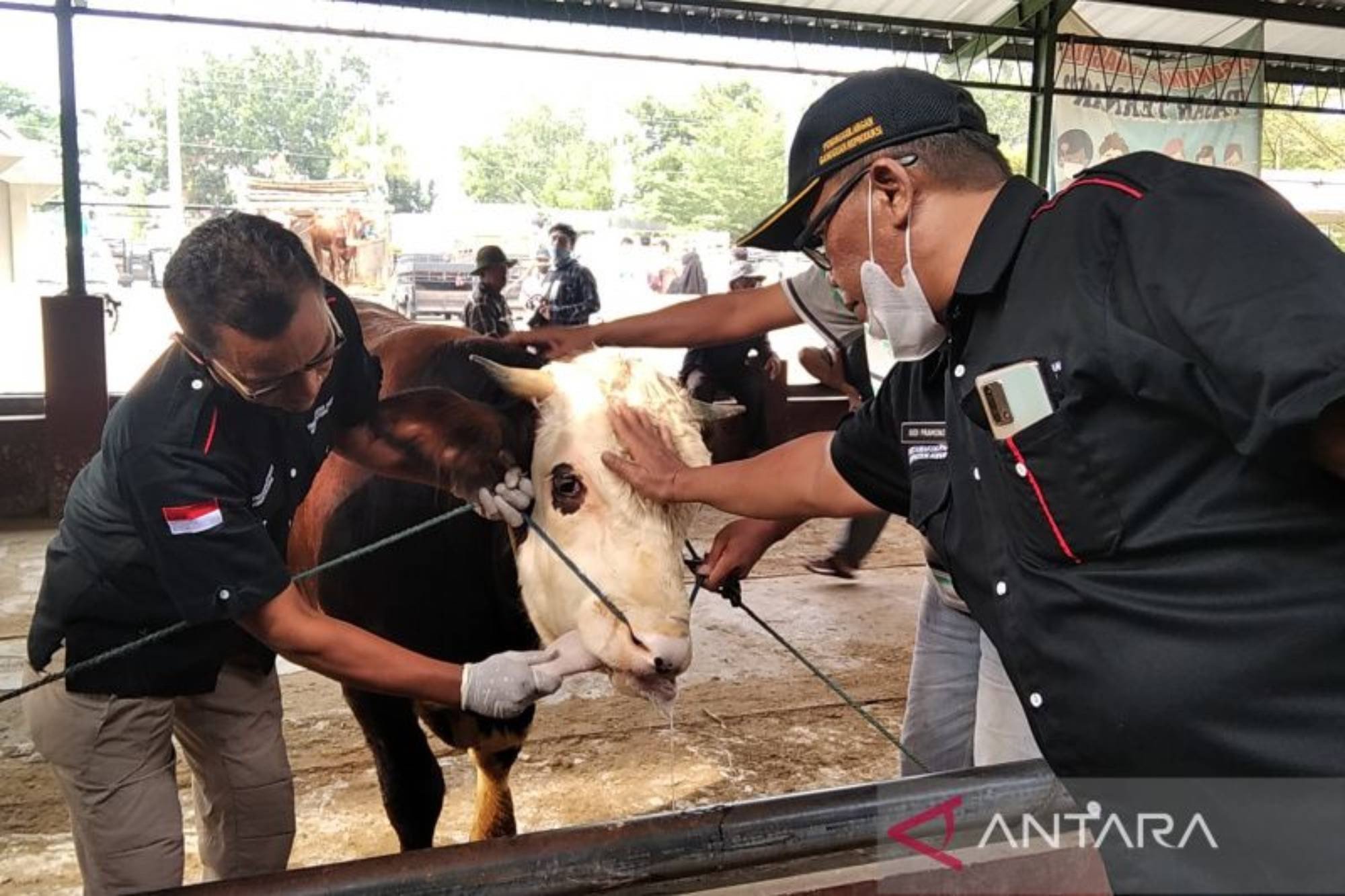 Pedagang Dilarang Jual Ternak ke Luar Daerah, DPP Kulon Progo Tidak akan Keluarkan SKKH