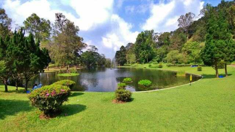 Menyaksikan Keindahan Bunga Sakura Mekar Sempurna di Kebun Raya Cibodas ala Jepang