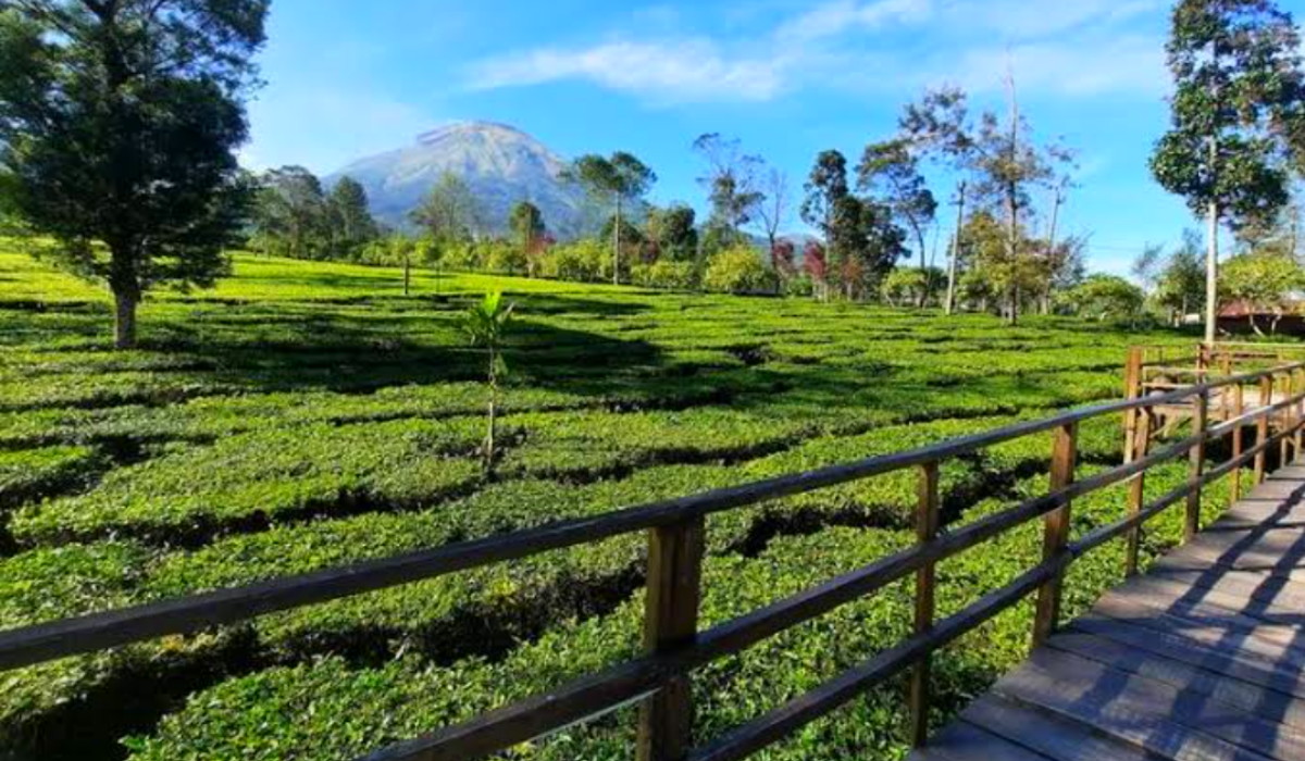 3 Wisata Terbaru 2024 Kebun Teh di Jawa Tengah, Tampilkan Pesona Estetik dan Suasana Sejuk Cek Lokasinya Kuy