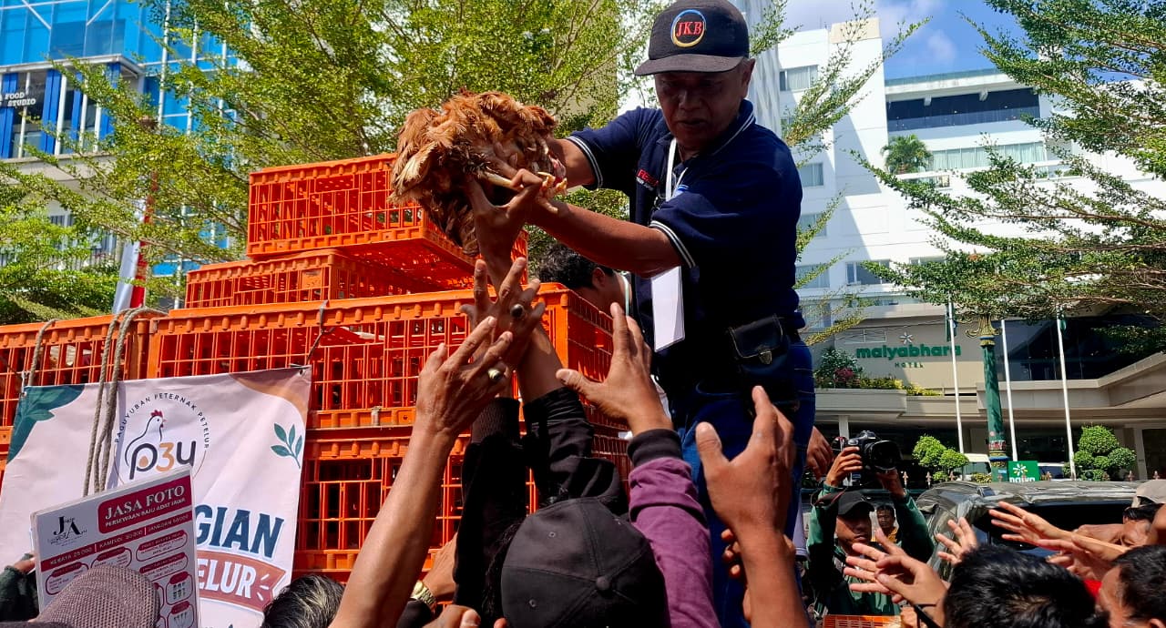 Harga Pakan Melambung, Peternak DIY Bagi-bagi Ribuan Ayam Gratis di DPRD dan Malioboro