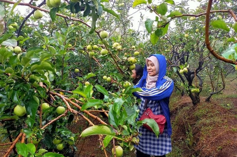 Dijamin Seru! Berikut 5 Destinasi Wisata Petik Apel Malang yang Bisa Jadi Tujuan Liburan Keluarga