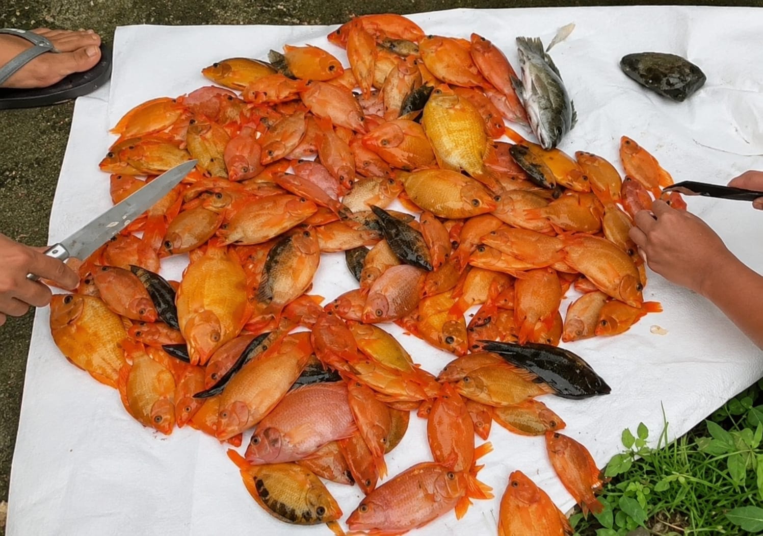 Red Devil Menguasai Waduk Sermo, Surga Ikan Air Tawar yang Kini Tinggal Kenangan