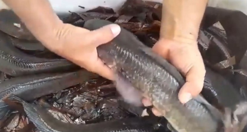 Dari Hobi Mancing hingga Jadi Pengepul Utama, Suwandi Pioner Budidaya Ikan Gabus di Kulon Progo