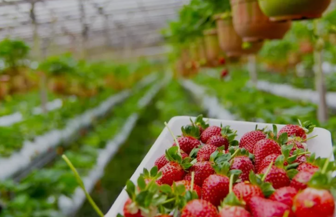 Panen Buah Strawberry di Kebun? Wisata Terbaru 2024 Petik Buah di Kebunnya langsung, Dijamin Bikin Happy!