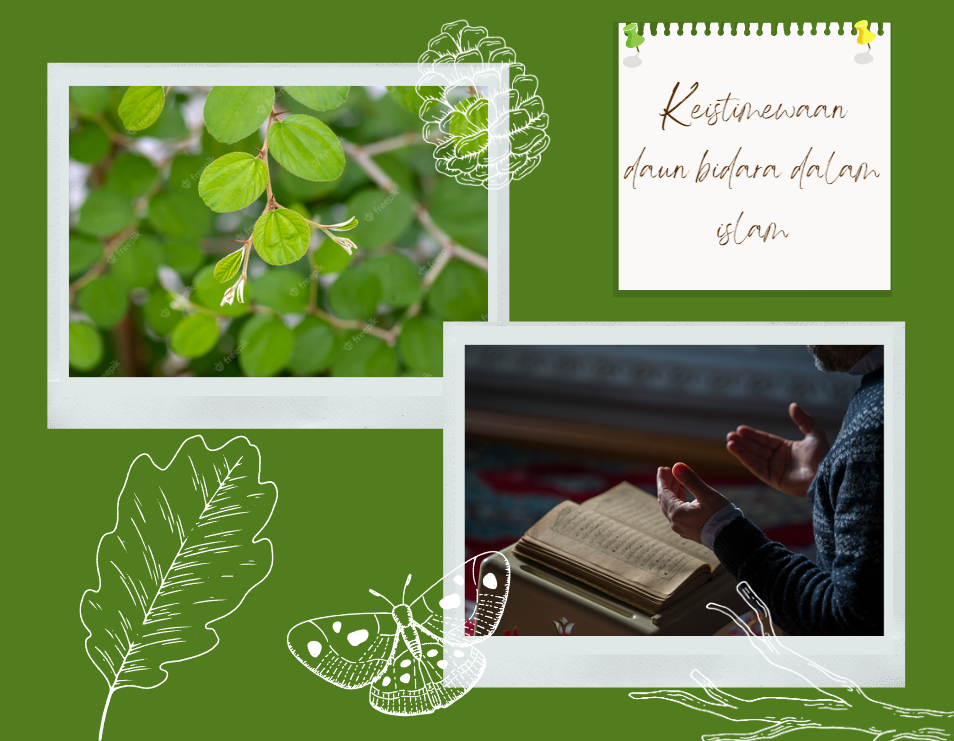 Keistimewaan dan Manfaat Daun Bidara dalam Perspektif Islam