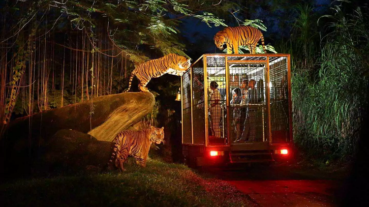 Eksotisme Malam di Kota Solo Lewat Wisata Safari Night Adventure dan Safari Raya 