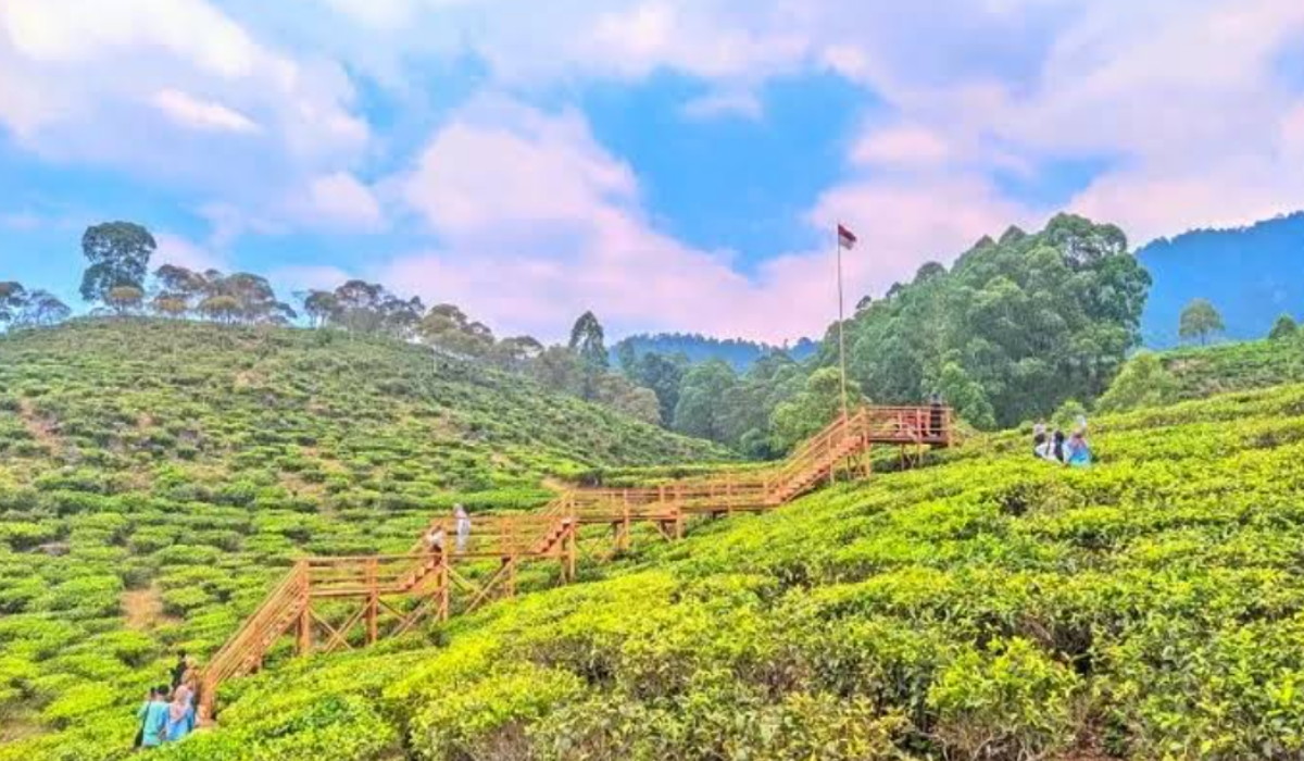 Wisata Terbaru 2024 Kebun Teh Jamus: Pemandangan Indah Lereng Gunung Lawu, Cek Harga Tiketnya