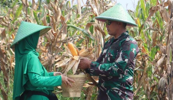 Kodim 0713 Brebes Panen Raya Jagung, Sukseskan Program Ketahanan Pangan Nasional