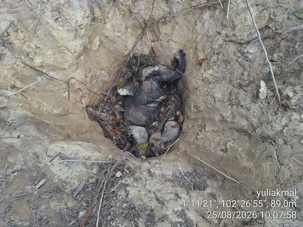 Bayi Gajah Sumatera Ditemukan Mati di Konsesi Perkebunan Karet PT LAJ, Geopix Soroti Perlindungan Habitat