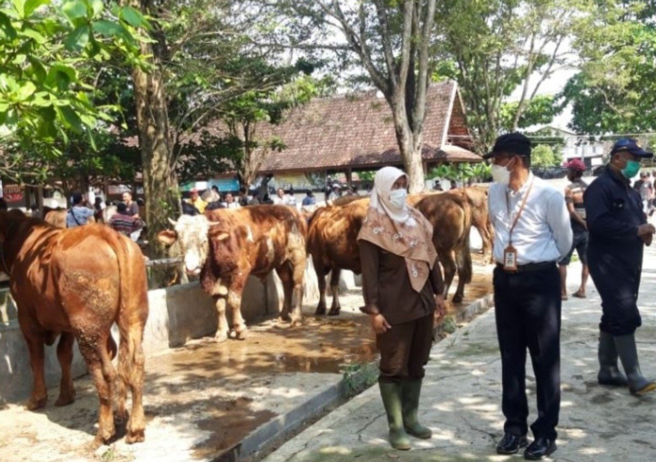 Lihat, Gunungkidul dapat 500 Dosis Vaksin PMK 