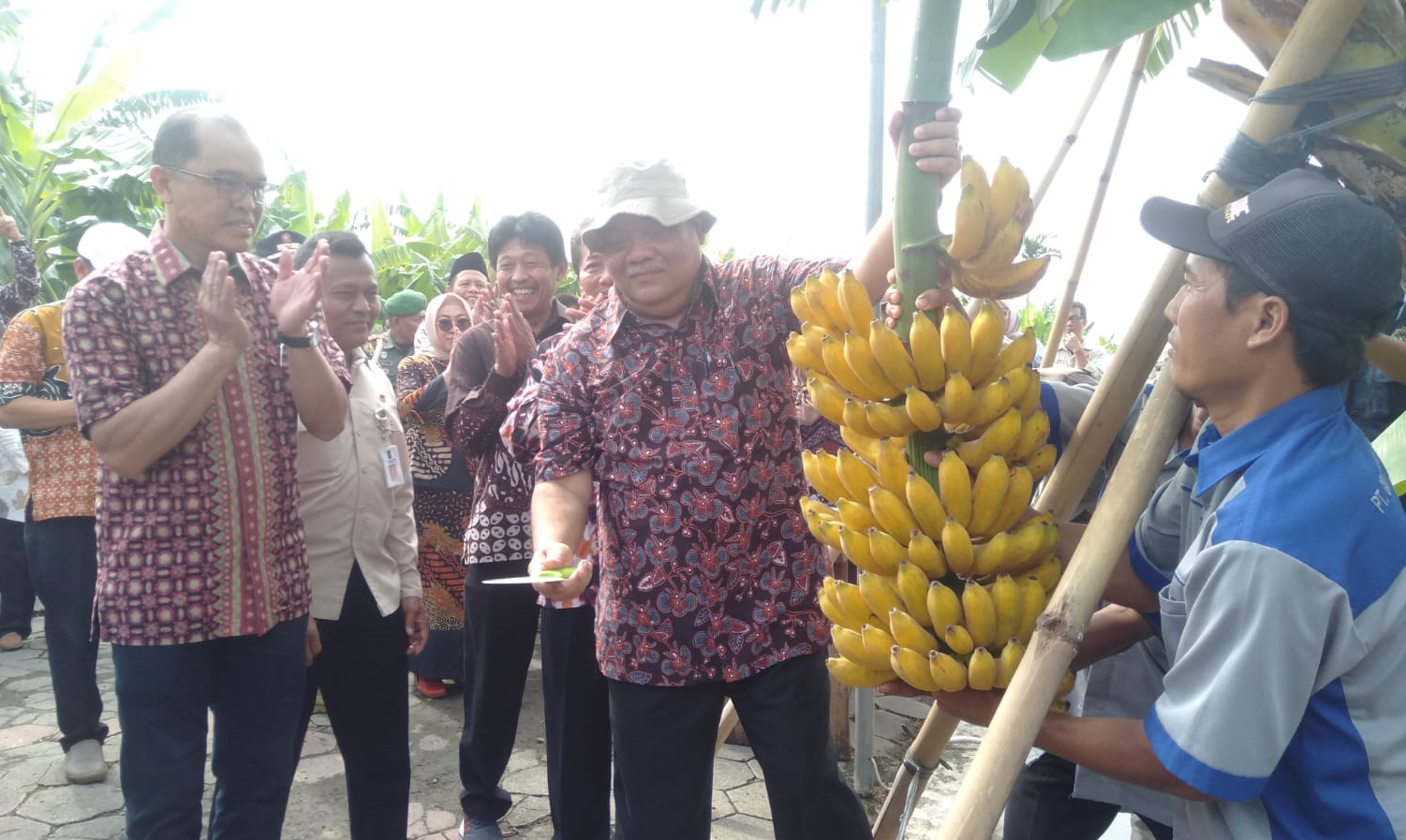 Yogyakarta Punya 333 Varietas Tanaman Pisang, Terlengkap dan Terawat di Indonesia