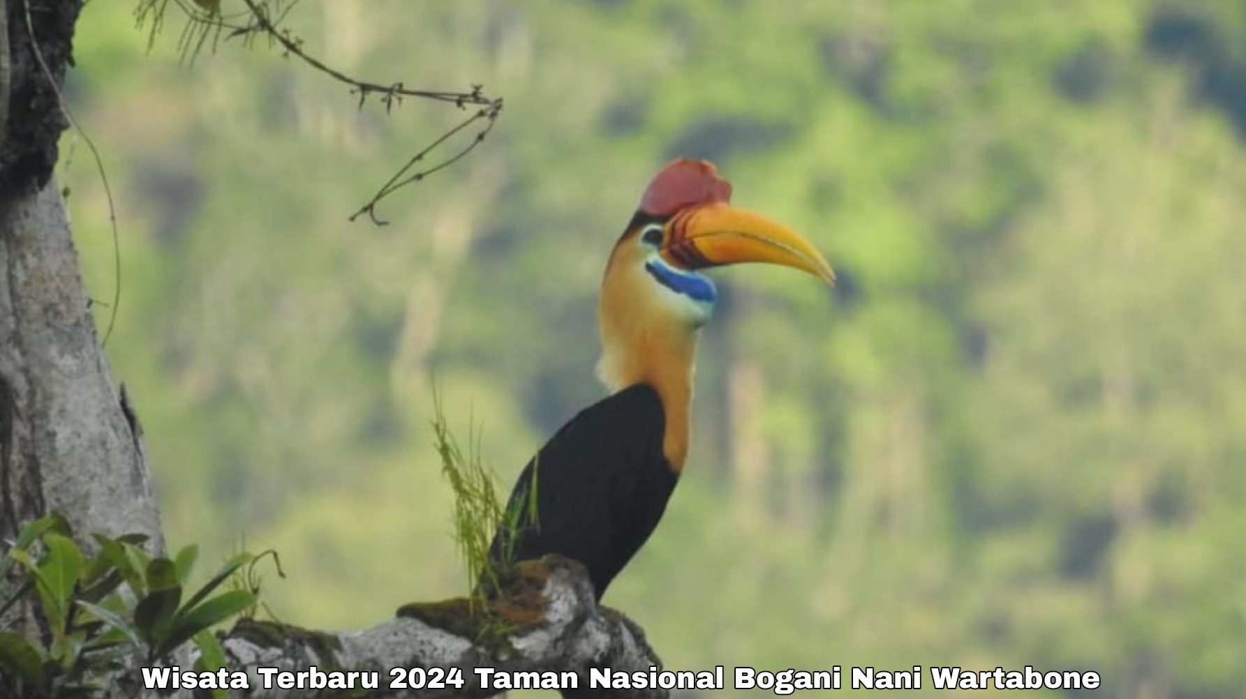 Intip Pesona Wisata Terbaru 2024 Taman Nasional Bogani Nani Wartabone Sulawesi