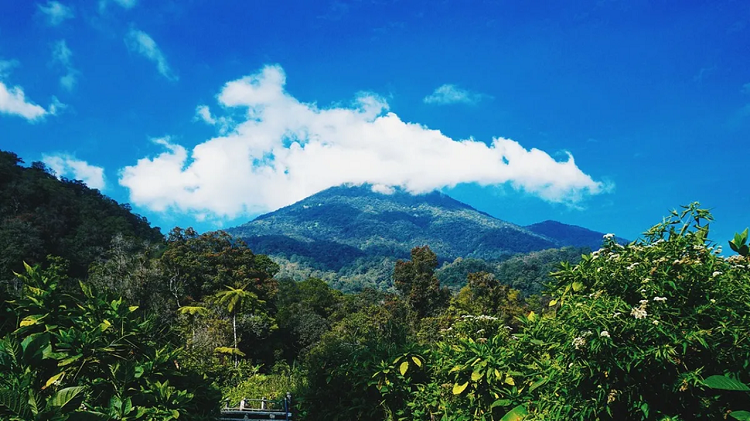Mengenal Profil Gunung Gede Sebgai Satwa Langka dan Savana Magis