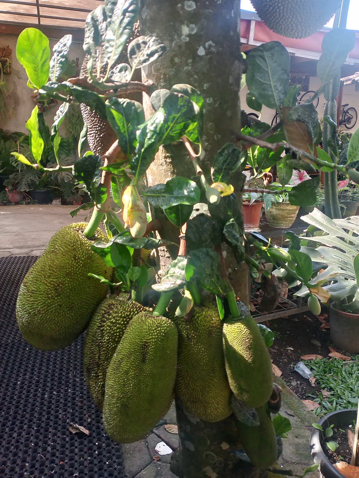 Pasar Triliunan Rupiah, Tapi Petani RI Masih Tergantung Impor